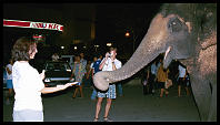 Kim Gibbs feeding the Elephant