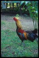 Roosters have the run of the town