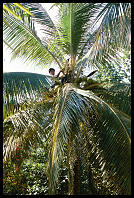 Harvesting coconuts