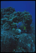 Queen angelfish, Grand Cayman