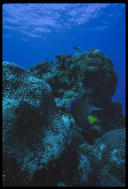Queen angelfish, Grand Cayman