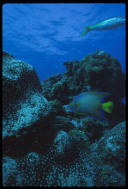 Queen angelfishGrand Cayman