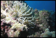 Sea anemone, Grand Cayman