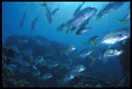 School of yellow tail snapper, Grand Cayman
