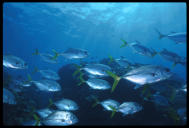School of yellow tail snapper, Grand Cayman