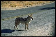 Coyote. Joshua Tree NP, California