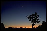 Sunset at Joshua Tree. Joshua Tree NP, California