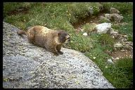 Marmot on Long's Peak. Rock Mountain National Park, Colorado