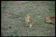 Prarie dogs. Devil's Tower NP, Wyoming