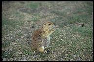 Prarie dogs. Devil's Tower NP, Wyoming