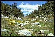 Wild flowers. Wind River Range, Wyoming