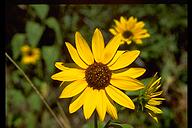 Flowers, Little Cottonwood Canyon, outside of Salt Lake City, Utah