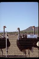 Ostrich farm, Arizona