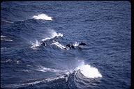 Dolphins playing. Off the Pacific coast of Panama