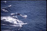 Dolphins playing. Off the Pacific coast of Panama