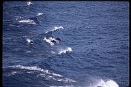Dolphins playing. Off the Pacific coast of Panama
