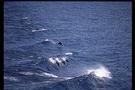 Dolphins playing. Off the Pacific coast of Panama