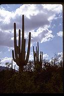 Stately saguaro. Saguaro National Park, Arizona