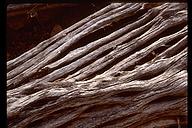 Details of the Saguaro structure. Saguaro National Park, Arizona