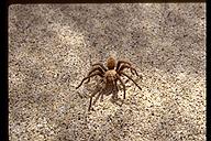 Trantula on the trail. Tonto National Monument, Arizona