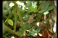 Some sort of poisonous viper. Costa Rica