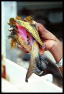 Queen conch, Conch Farm