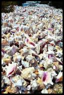 The conch farm raises lots of conchs