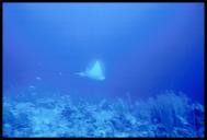 Spotted Eagle Ray