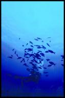 School of fish