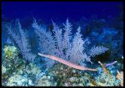 Trumpetfish